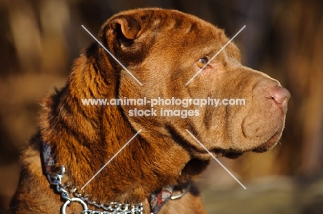 brown Shar Pei head study