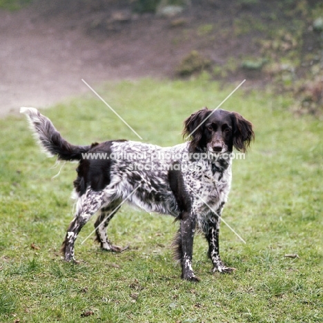 small munsterlander, inka vom frauenmeer, on grass