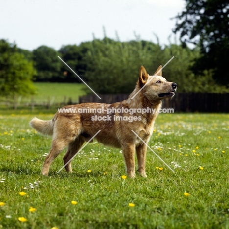 champion australian cattle dog side view