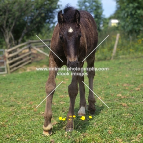 Yarlton Montgomery front view of Dales Pony foal