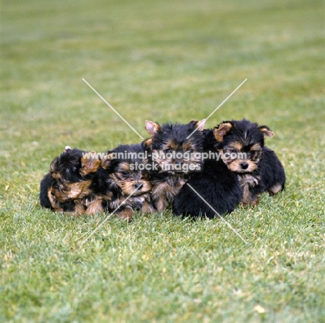 five yorkie pups 