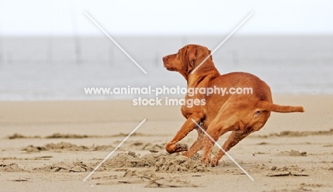 Hungarian Vizsla