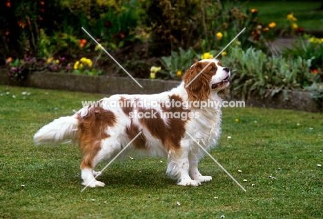cavalier king charles spaniel from alansmere, wendy,