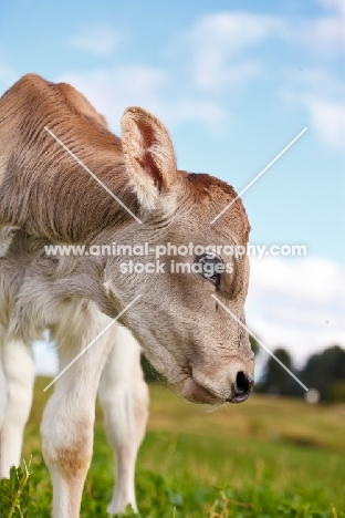 Swiss brown calf, looking away