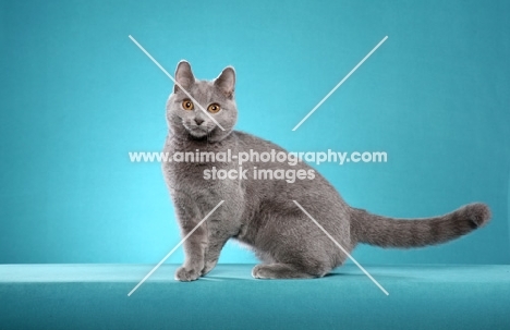 Chartreux