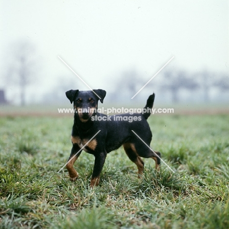 ger ch ethel vom alderhorst, german hunt terrier side view walking