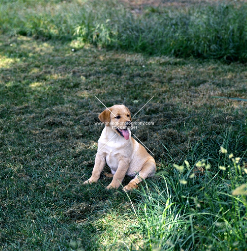 yellow labrador puppy sitting panting on a hot day in shade