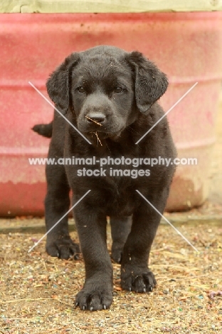 black Labrador puppy