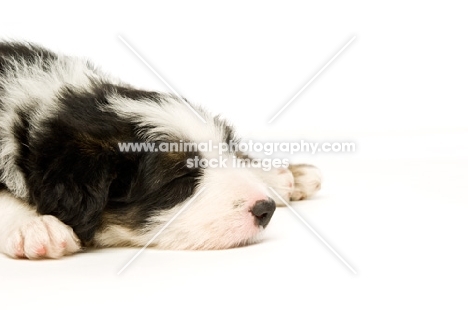 Bearded Collie puppy asleep on a white background