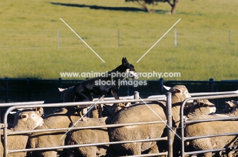 kelpie working sheep, champion in australia