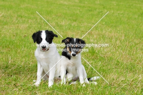 two Border Collie puppies