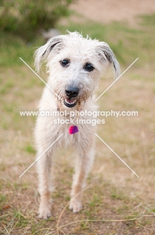 cute Lurcher looking at camera