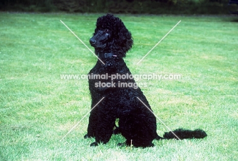standard poodle, undocked,  sitting on a lawn