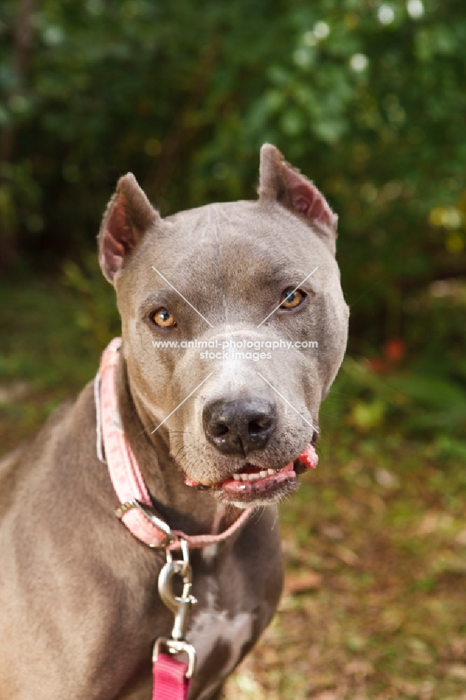 American Staffordshire Terrier portrait