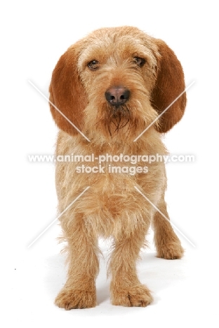 Australian Champion Basset Fauve de Bretagne on white background