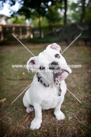 english bulldog puppy with tilted head