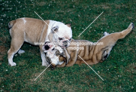 two bulldogs puppies playing