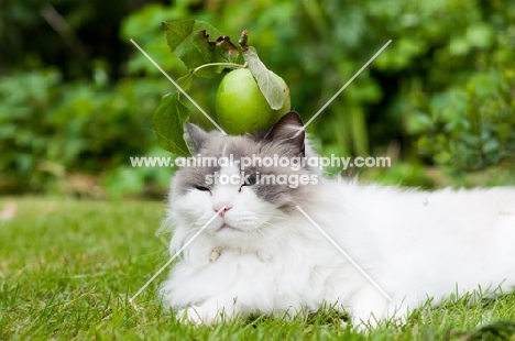 Ragdoll cross Persian with apple on head