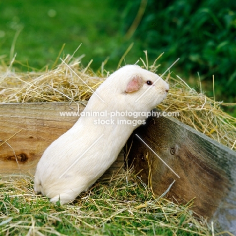 cream short-haired guinea pig looking over the pen
