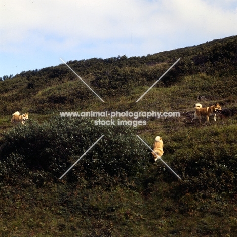 three iceland dogs playing on a hillside at gardabaer, iceland