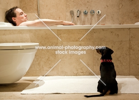 Dachshund waiting for owner in bathroom