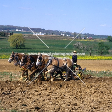 5 Amish horses cultivating field