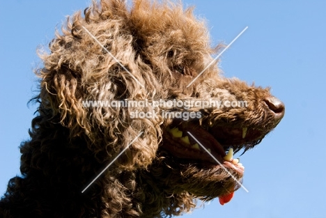 standard poodle, side view portrait