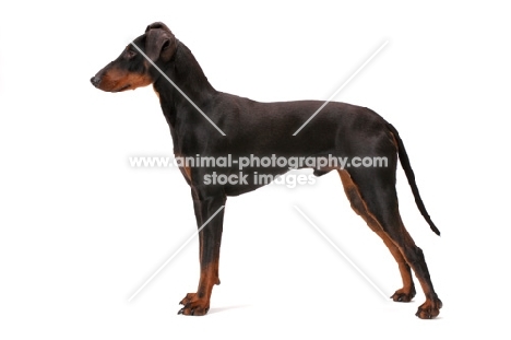 Manchester terrier in studio, posed