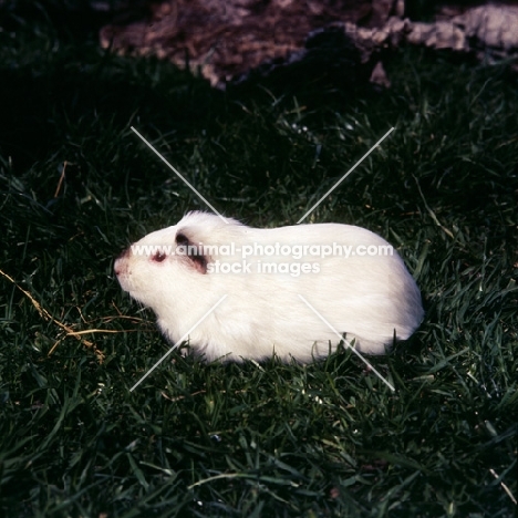 himalayan short-haired guinea pig on grass