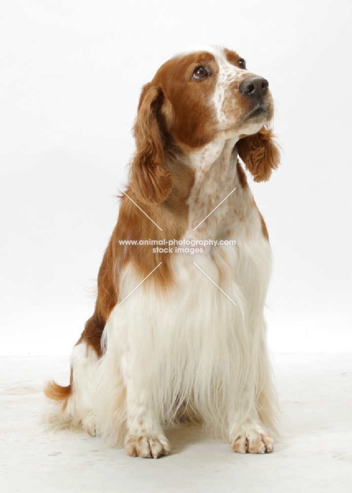 Australian / NZ Champion Welsh Springer Spaniel, sitting down