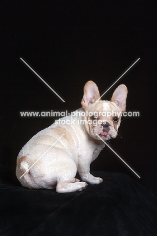 French Bulldog pup on black background