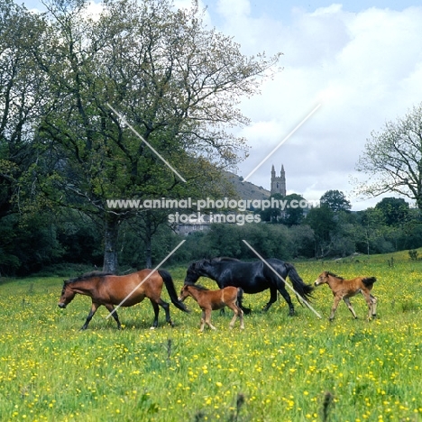 shilstone rocks dark mountain and another dartmoor mare with foals at widecombe