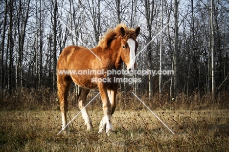 5 month old Belgian filly walking along tree line