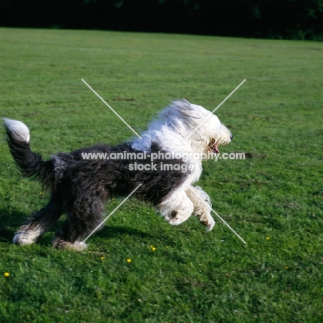 undocked old english sheepdog running on grass