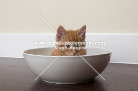 ginger kitten hiding in large bowl 