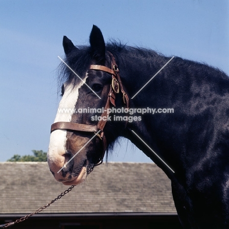 barley, shire horse at courage shire horse centre