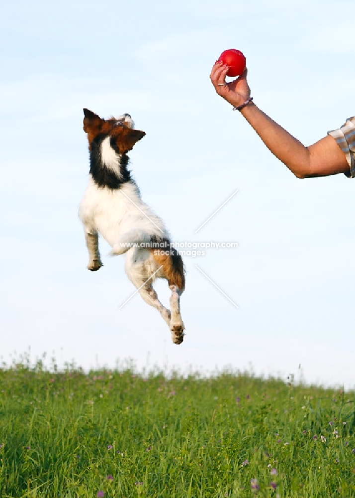 jack russell terrier