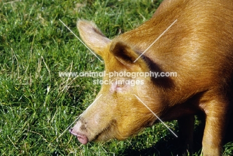 tamworth pig at heal farm, portrait