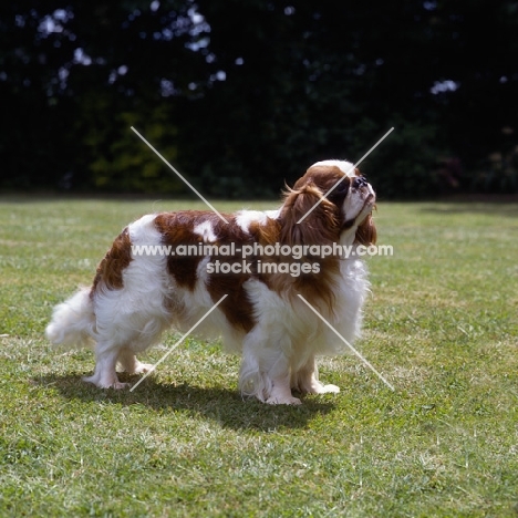 ch tudorhurst theron, king charles spaniel side view looking up