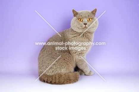 lilac british shorthair cat looking at camera