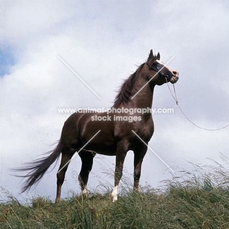 Arab stallion Blue Halo,  low angle shot 