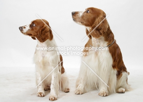 Australian / NZ Champion Welsh Springer Spaniel with young one