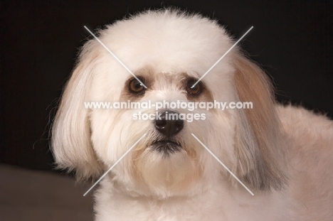 Coton de Tulear head study