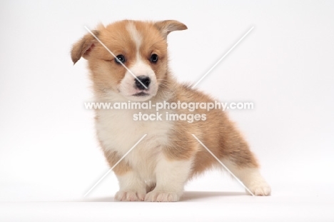 cute Welsh Corgi Pembroke puppy