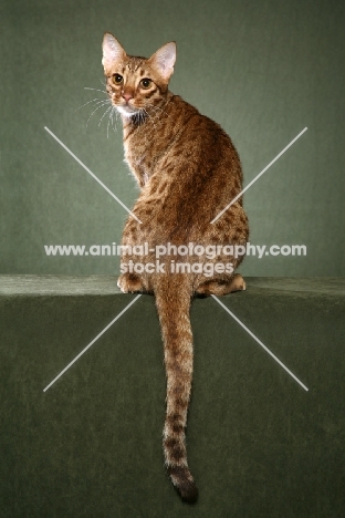 Ocicat back view