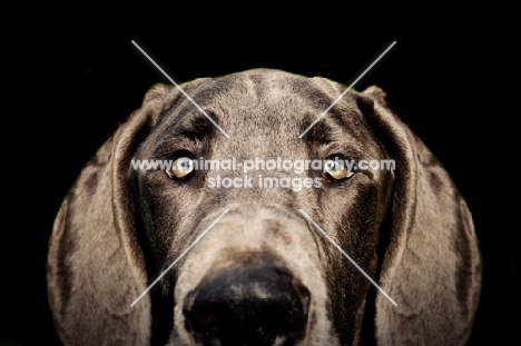 close up of Great Dane's face