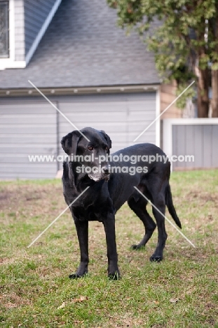 Senior black lab mix standing in yard.