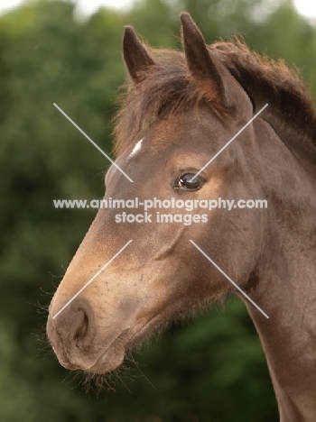young thoroughbred, portrait
