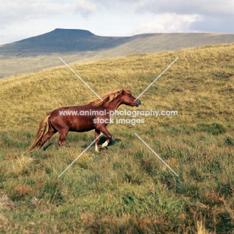 welsh mountain pony on the brecon beacons