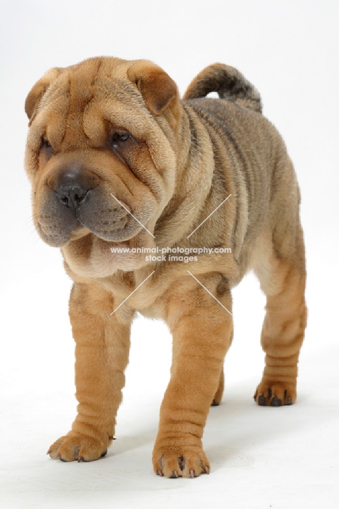 12 week old sable Shar Pei in studio